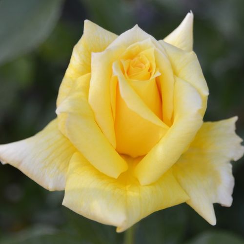 Rosa King's Ransom™ - galben - Trandafir copac cu trunchi înalt - cu flori teahibrid - coroană dreaptă